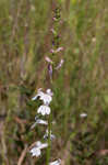 Florida lobelia